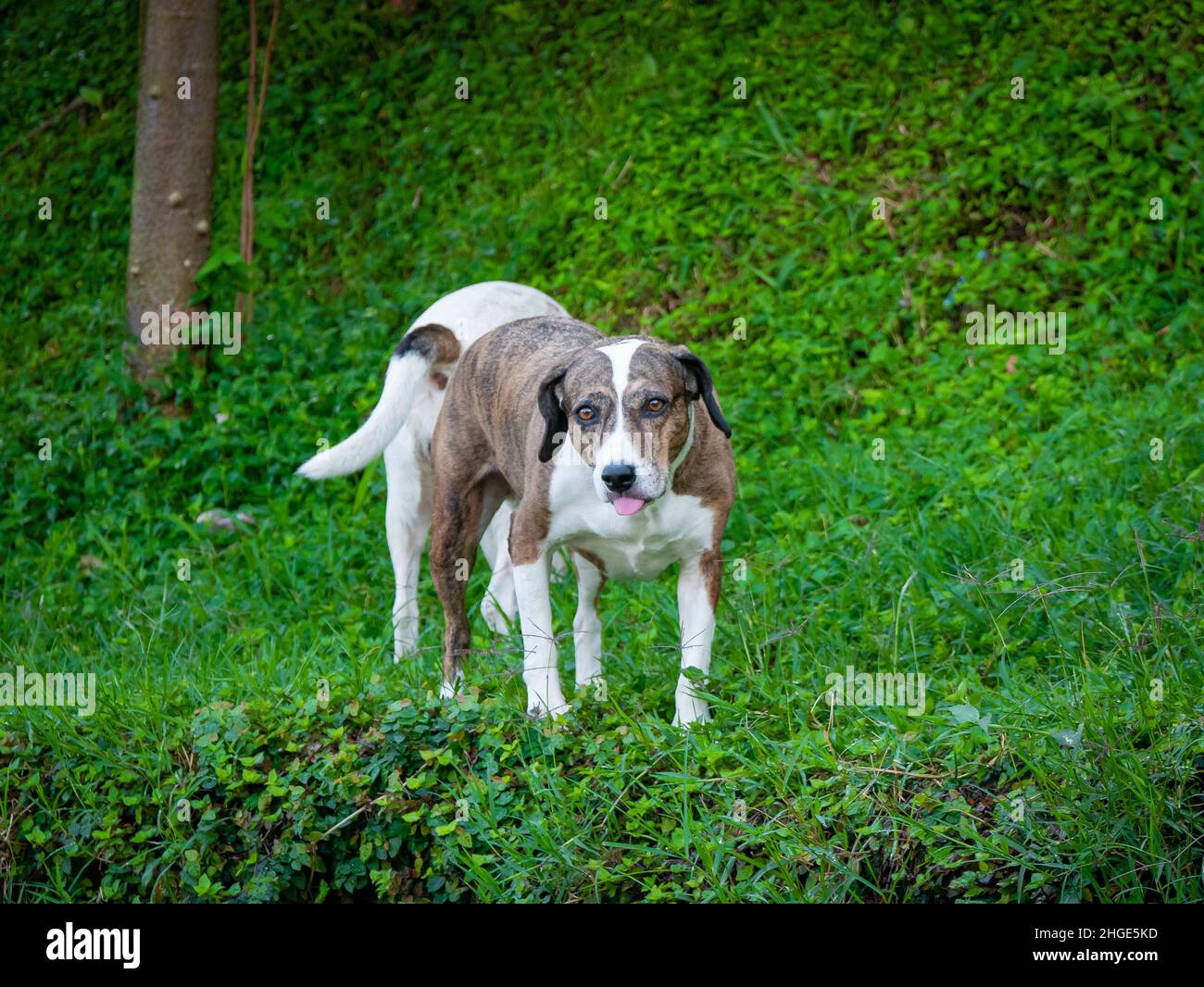 Ein brauner und weißer Mongrel-Hund spielt in einem Garten mit anderen Hunden Stockfoto