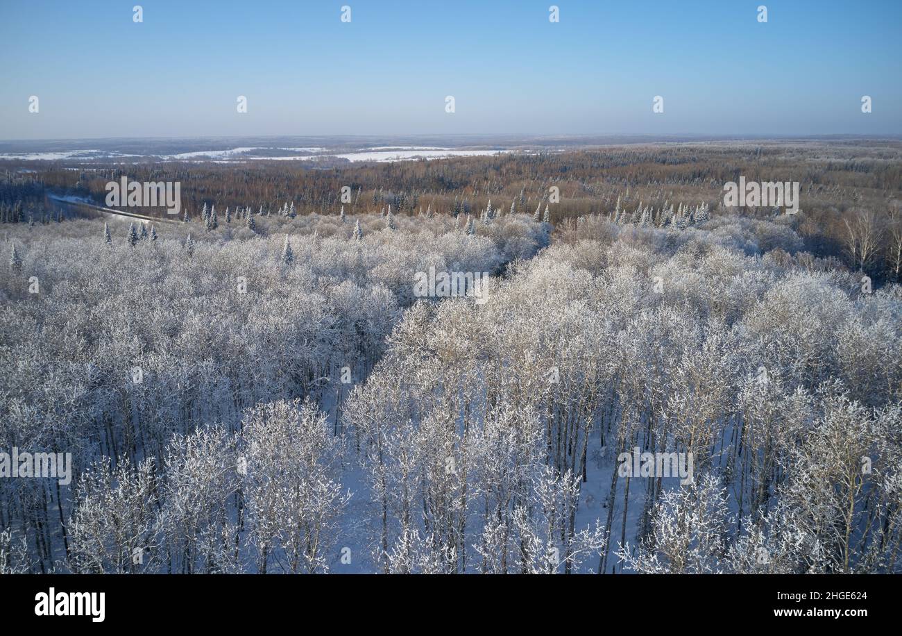 Luftaufnahme der Wintertaiga-Landschaft auf dem Salair Ridge im Winter. Über dem Espenwald erheben sich von Reif bedeckte Abies sibirica-Bäume. Sibirien, Stockfoto