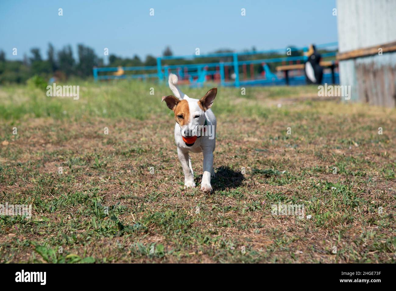 Ein Hund der Rasse Jack Russell Terrier läuft mit einem orangefarbenen Ball im Mund entlang des grünen Grases, an einem alten Strand vor dem Hintergrund des Himmels Stockfoto