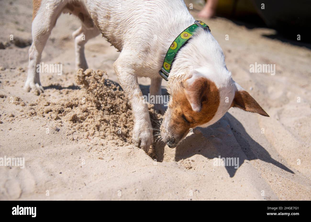 Hund Loch Im Sand Graben Stockfotos und -bilder Kaufen - Alamy