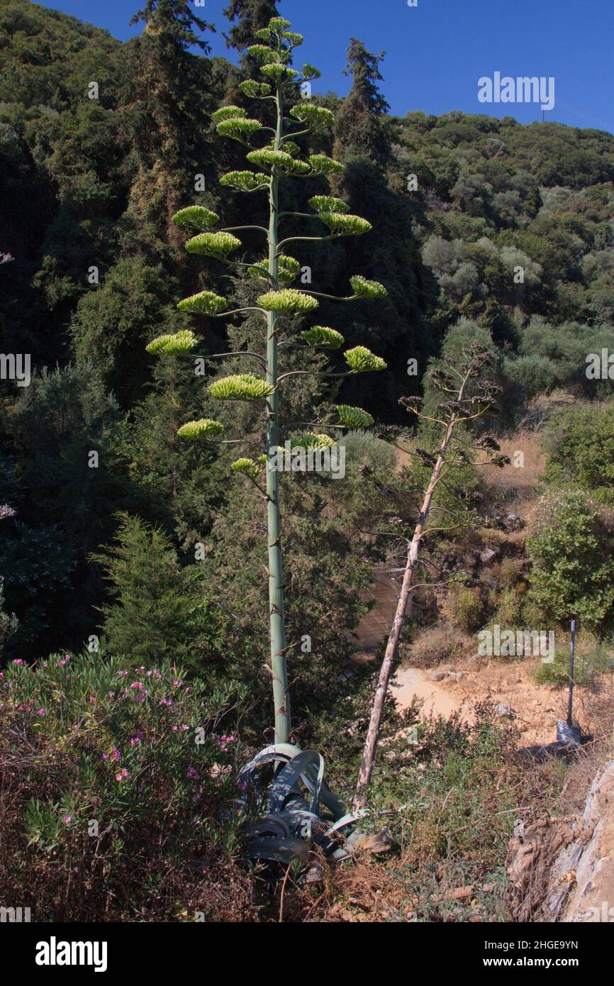 Blhende Agave auf Kreta in Griechenland, Europa Stockfotografie - Alamy