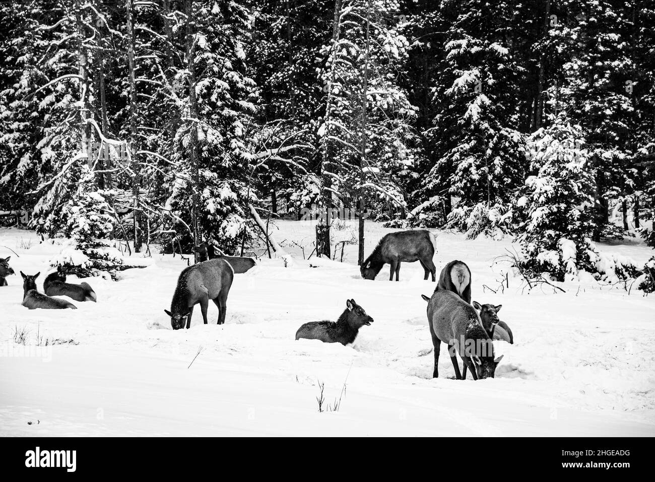 Jasper National Park, Kanada - 25 2021. Dez.: Hirsche und Ziegen wandern im Winter im Jasper National Park Stockfoto