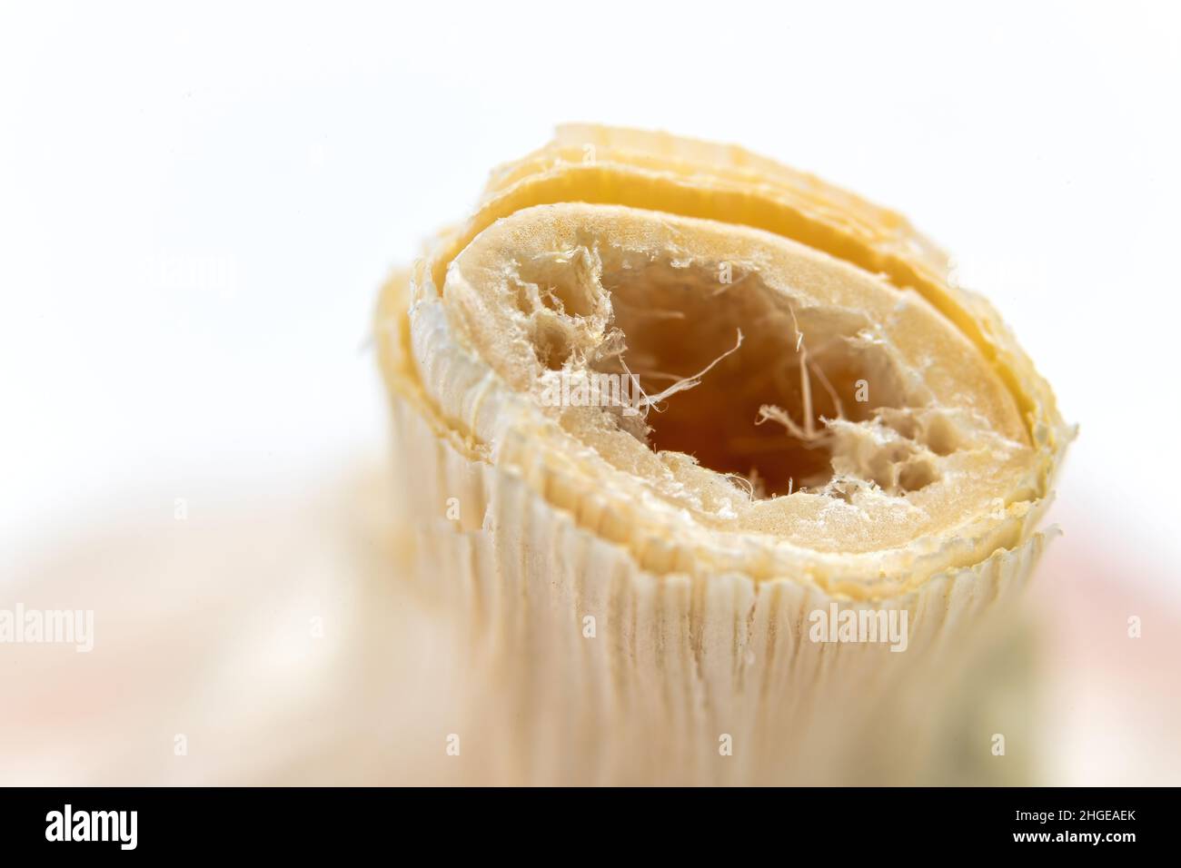 Makro des oberen Teils einer Knoblauchzwiebel. Stockfoto