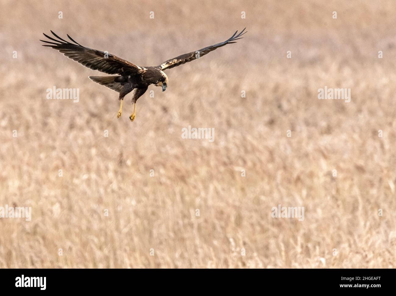 Dezember 2021 Burgas Bulgarien : Greifvögel, Reiher, Königsfischer und Kormorane sind in den letzten Jahrzehnten an der bewachsen Lagune auf dem Vormarsch. .Clifford Norton Alamy Stockfoto