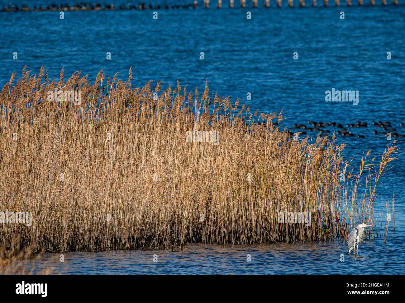 Dezember 2021 Burgas Bulgarien : Greifvögel, Reiher, Königsfischer und Kormorane sind in den letzten Jahrzehnten an der bewachsen Lagune auf dem Vormarsch. .Clifford Norton Alamy Stockfoto