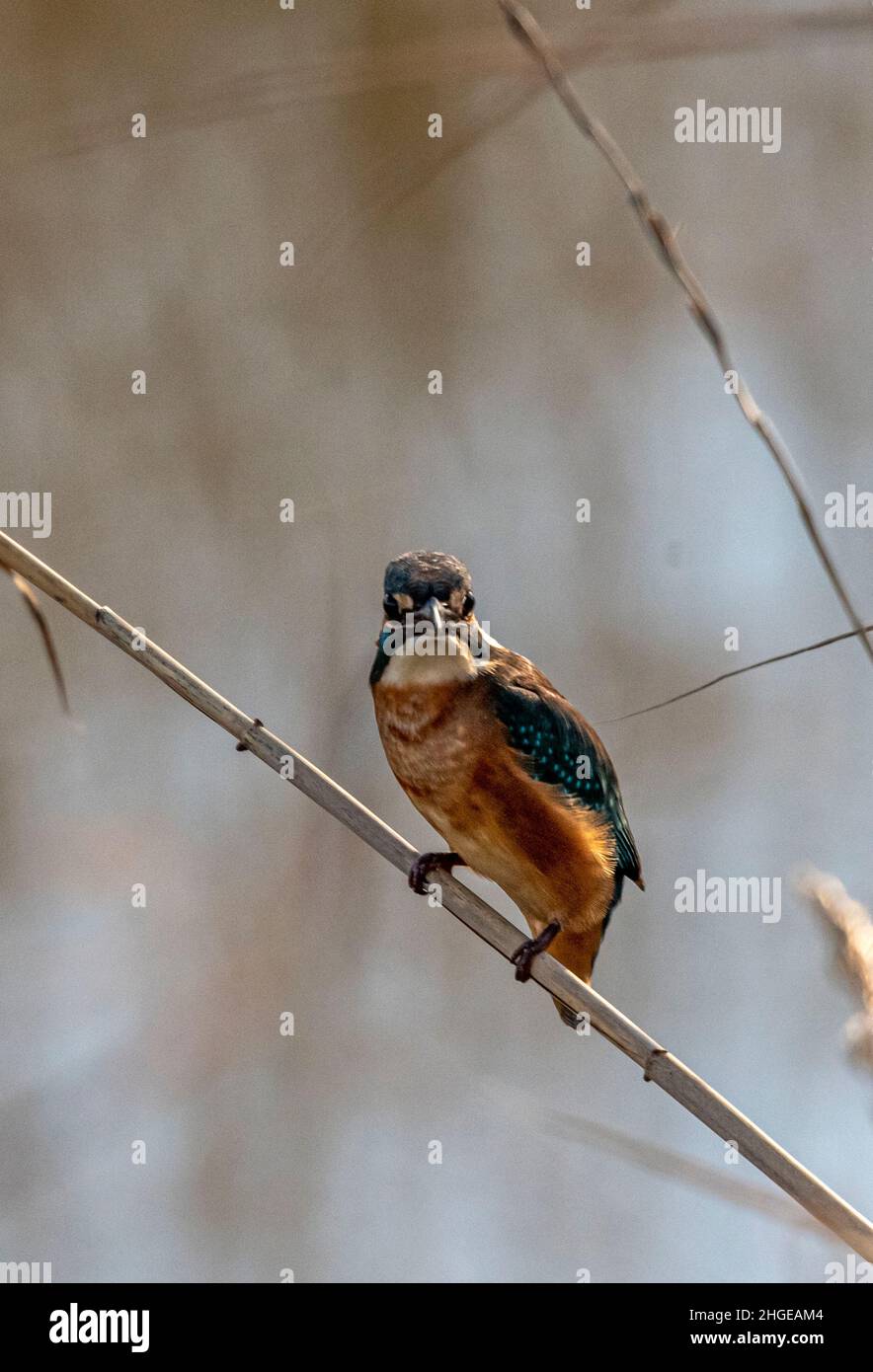 Dezember 2021 Burgas Bulgarien : Greifvögel, Reiher, Königsfischer und Kormorane sind in den letzten Jahrzehnten an der bewachsen Lagune auf dem Vormarsch. .Clifford Norton Alamy Stockfoto