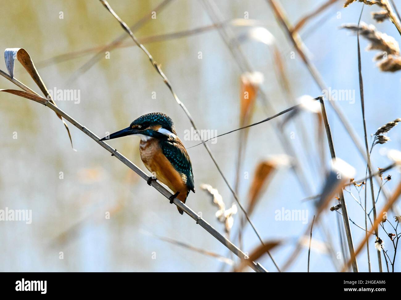 Dezember 2021 Burgas Bulgarien : Greifvögel, Reiher, Königsfischer und Kormorane sind in den letzten Jahrzehnten an der bewachsen Lagune auf dem Vormarsch. .Clifford Norton Alamy Stockfoto