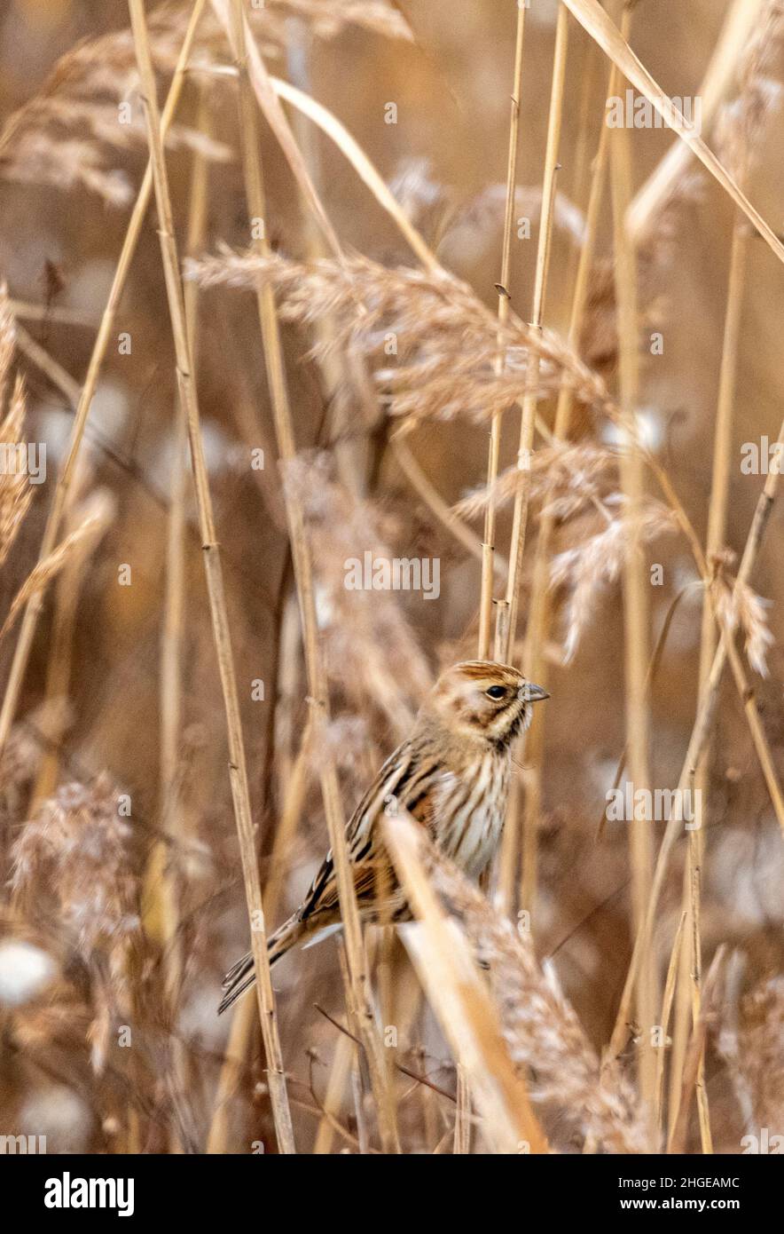 Dezember 2021 Burgas Bulgarien : Greifvögel, Reiher, Königsfischer und Kormorane sind in den letzten Jahrzehnten an der bewachsen Lagune auf dem Vormarsch. .Clifford Norton Alamy Stockfoto