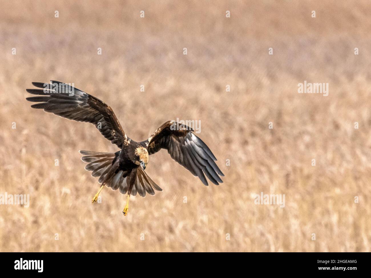 Dezember 2021 Burgas Bulgarien : Greifvögel, Reiher, Königsfischer und Kormorane sind in den letzten Jahrzehnten an der bewachsen Lagune auf dem Vormarsch. .Clifford Norton Alamy Stockfoto