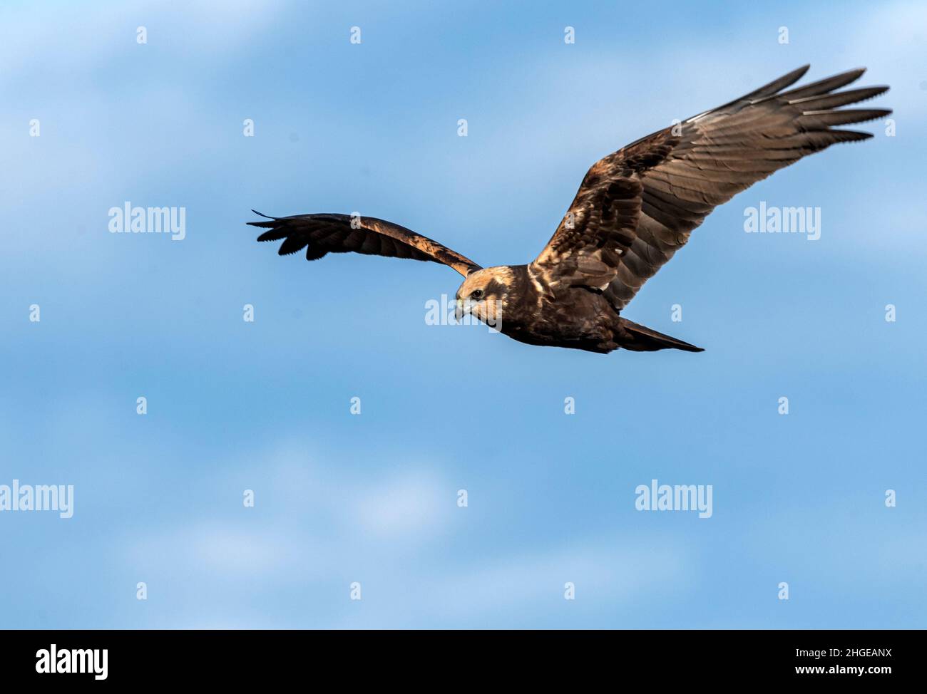Dezember 2021 Burgas Bulgarien : Greifvögel, Reiher, Königsfischer und Kormorane sind in den letzten Jahrzehnten an der bewachsen Lagune auf dem Vormarsch. .Clifford Norton Alamy Stockfoto
