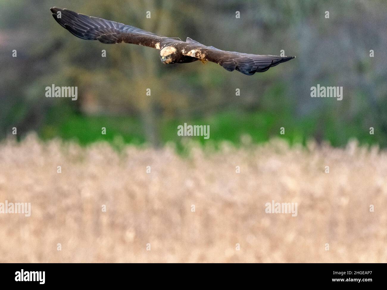 Dezember 2021 Burgas Bulgarien : Greifvögel, Reiher, Königsfischer und Kormorane sind in den letzten Jahrzehnten an der bewachsen Lagune auf dem Vormarsch. .Clifford Norton Alamy Stockfoto