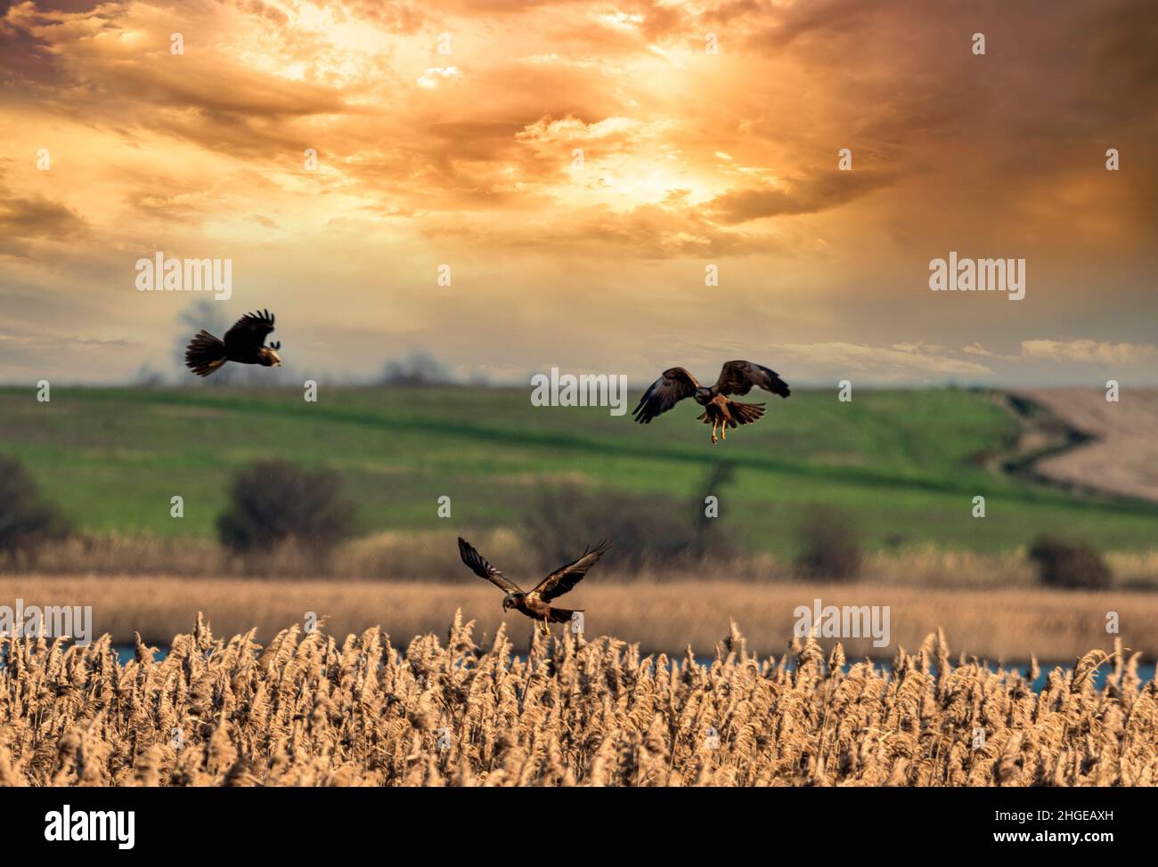 Dezember 2021 Burgas Bulgarien : Greifvögel, Reiher, Königsfischer und Kormorane sind in den letzten Jahrzehnten an der bewachsen Lagune auf dem Vormarsch. .Clifford Norton Alamy Stockfoto