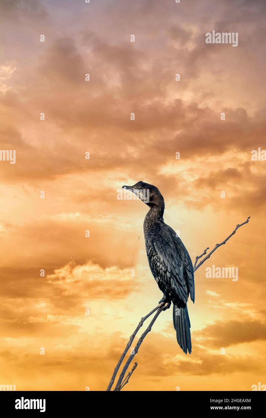 Dezember 2021 Burgas Bulgarien : Greifvögel, Reiher, Königsfischer und Kormorane sind in den letzten Jahrzehnten an der bewachsen Lagune auf dem Vormarsch. .Clifford Norton Alamy Stockfoto