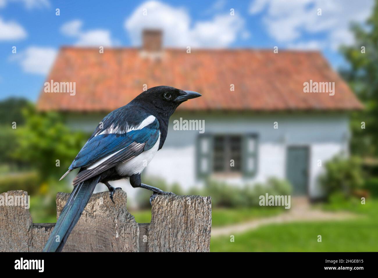 Eurasische Elster / gewöhnliche Elster (Pica pica) auf verwitterten Holzgartenzaun des Hauses in der Landschaft thront Stockfoto
