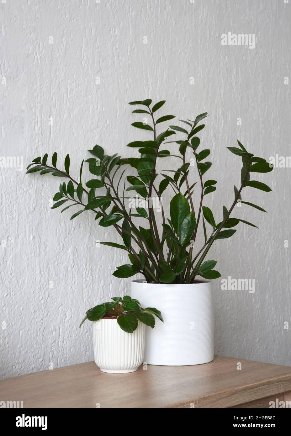 ZZ Pflanze oder Zamioculcas zamiifolia und afrikanische Veilchen Stockfoto