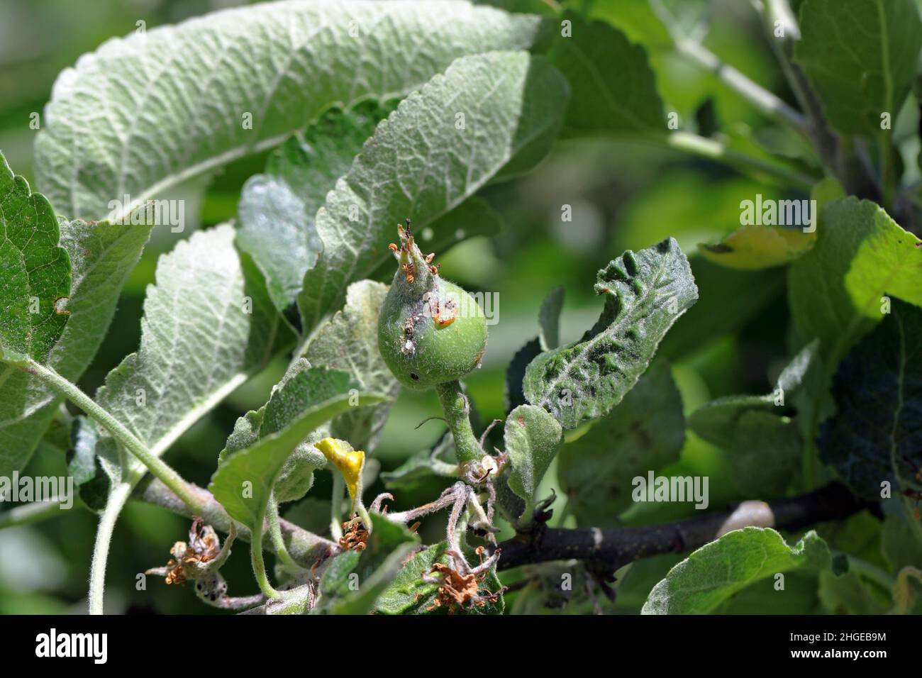 Apfelfrucht beschädigt durch Hoplocampa testudinea, Apfelsäge oder europäische Apfelsäge (klug ). Apfelschädlinge Stockfoto