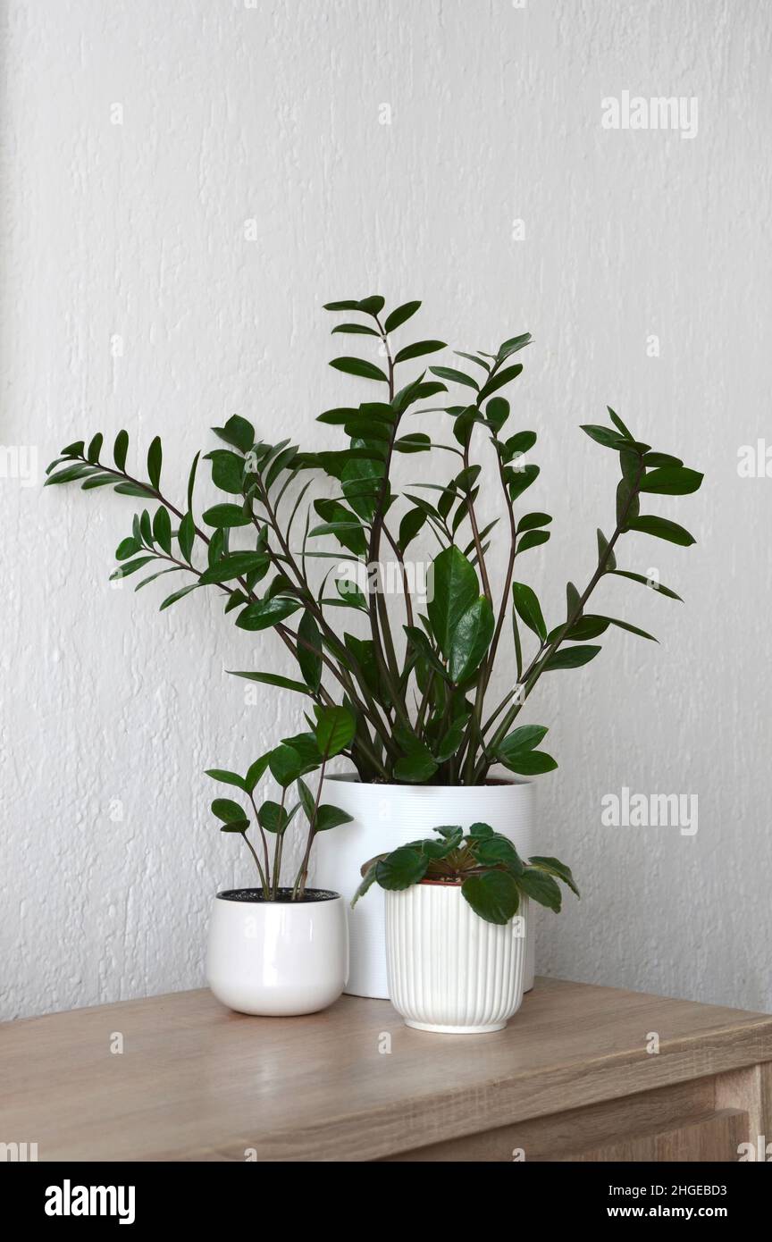 ZZ Pflanze oder Zamioculcas zamiifolia und Afrikanviolett Stockfoto