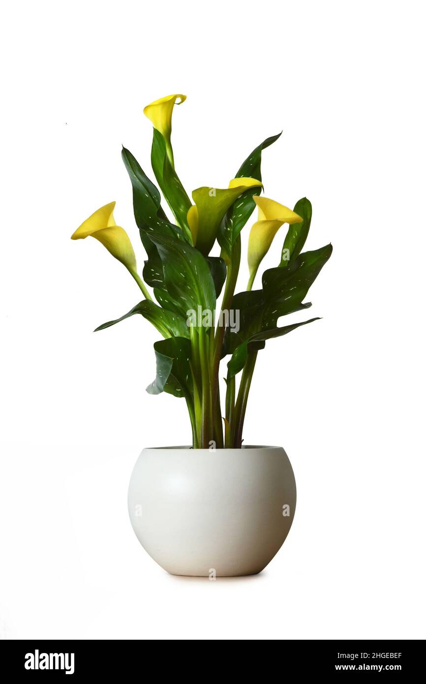 Gelbe Calla Lilie Pflanze isoliert auf weißem Hintergrund Stockfoto