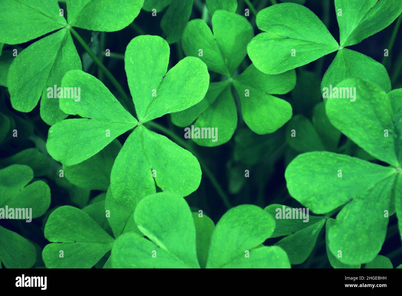 St. Patricks Day Hintergrund. Voller Rahmen aus grünem dreiblättrigen Kleeblatt. Draufsicht auf Wood Sorrel Stockfoto