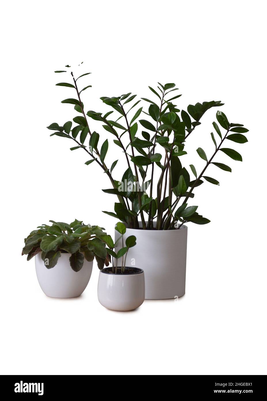 ZZ Pflanze oder Zamioculcas zamiifolia und afrikanische Veilchen isoliert auf weißem Hintergrund. Zimmerpflanzen isoliert auf Weiß Stockfoto