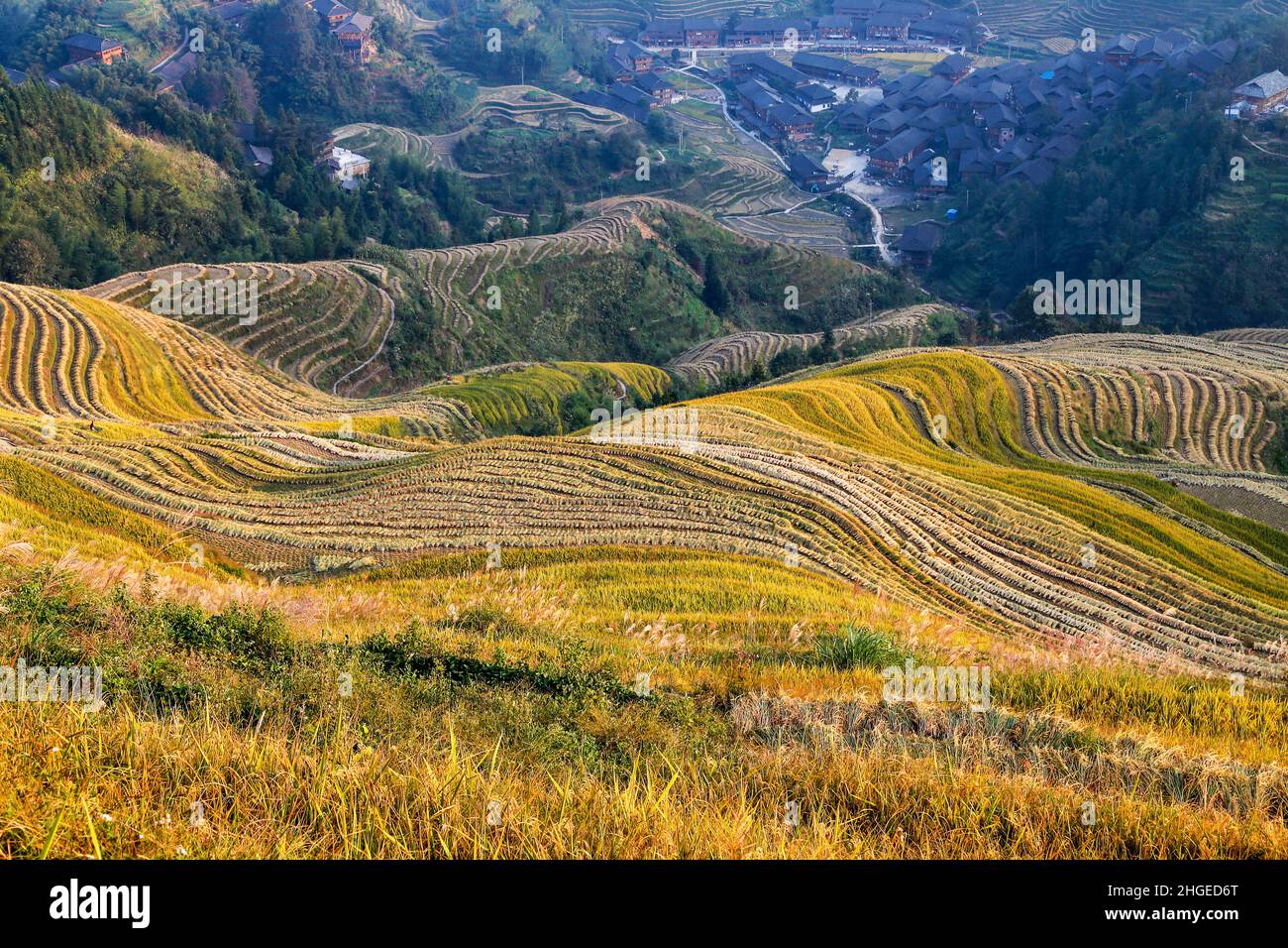 Reisterrassen im Spätsommer, in Wengjia longji, Longsheng, Hunan, China Stockfoto