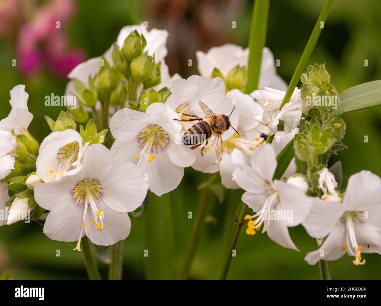 Makro einer Honigbiene (apis mellifera) auf einer weißen Jakobsleiter (polemonium caeruleum) blüht mit verschwommenem Bokeh-Hintergrund Stockfoto