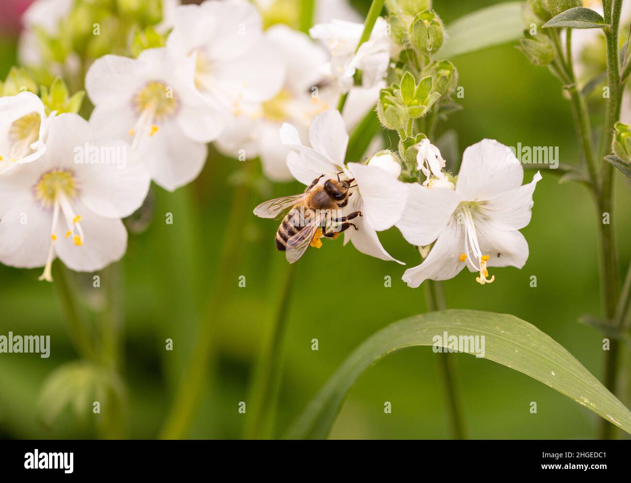 Makro einer Honigbiene (apis mellifera) auf einer weißen Jakobsleiter (polemonium caeruleum) blüht mit verschwommenem Bokeh-Hintergrund Stockfoto
