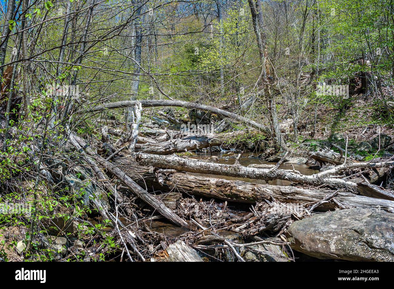 Blick auf einen kleinen Gebirgsfluss mit viel gefallener Holzfäller Stockfoto