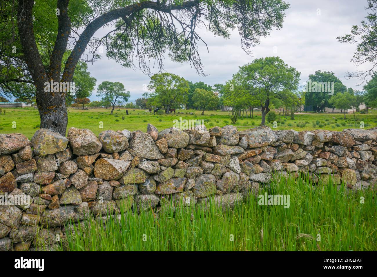 Wiese. Colmenar Viejo, Provinz Madrid, Spanien. Stockfoto