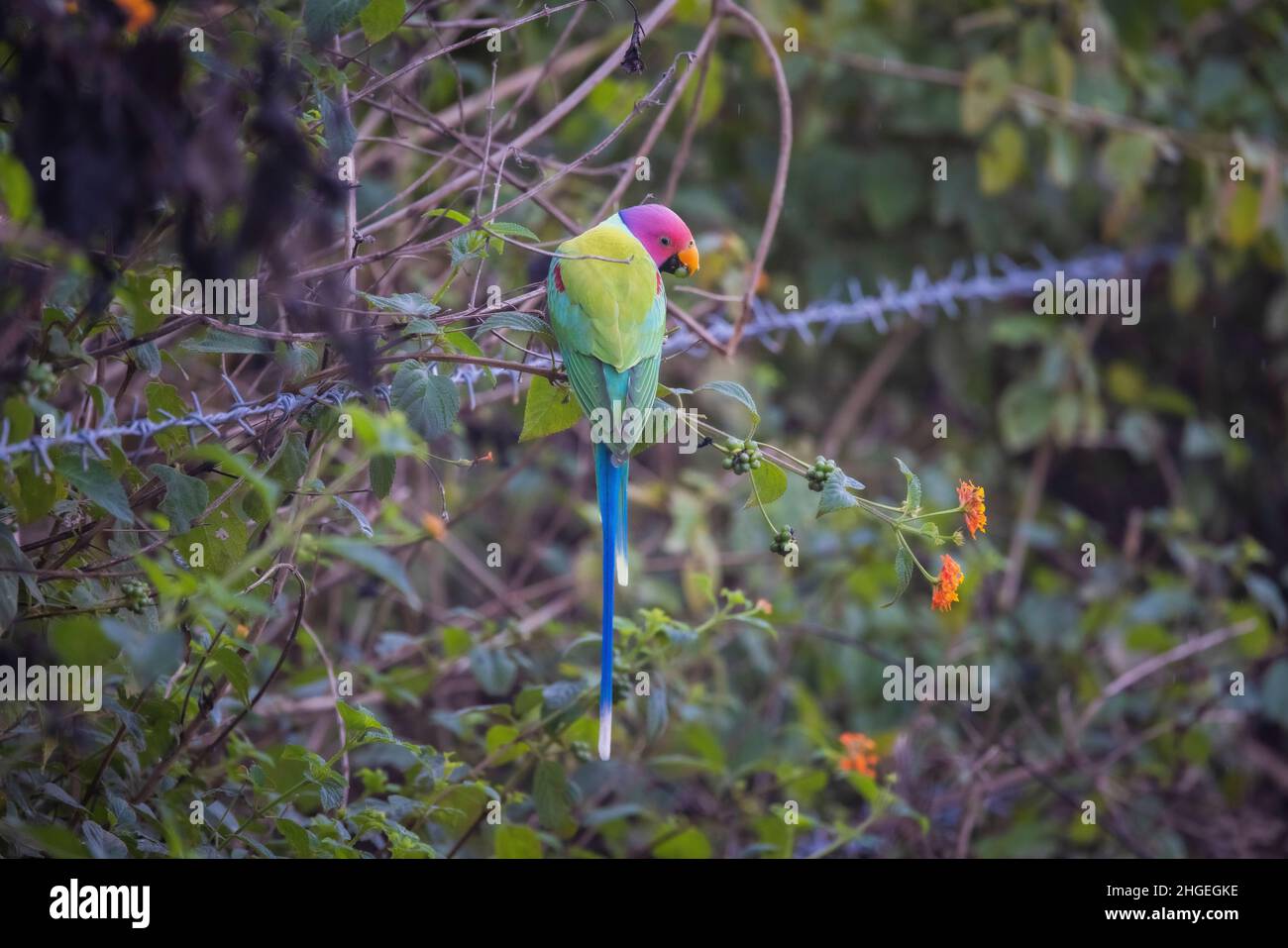 Pflaumenkopfsittich, Psittacula cyanocephala, männlich, Panna Tiger Reserve, Madhya Pradesh, Indien Stockfoto