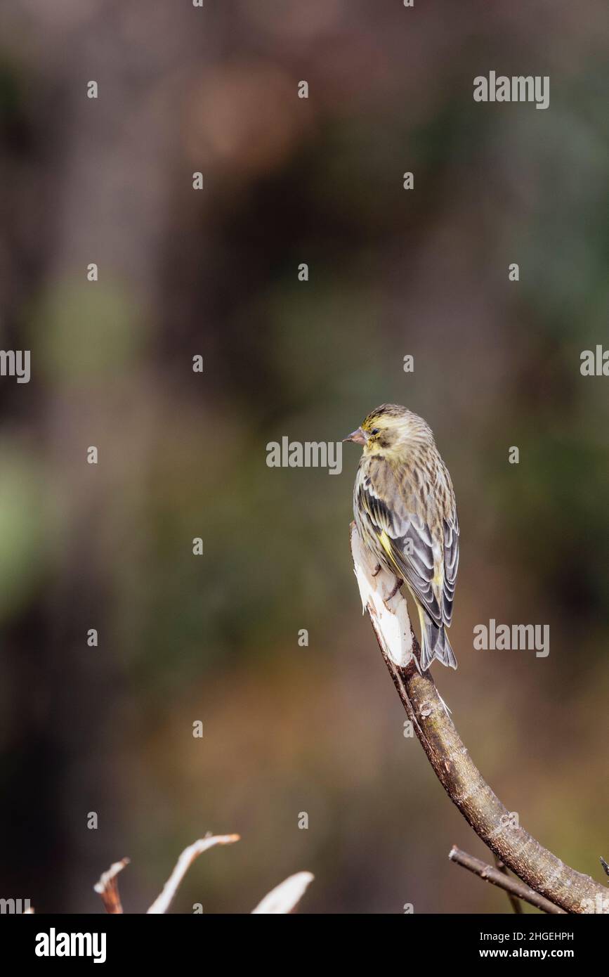 Gelbreiher Grünfink, Chloris spinoides, juvenile, Uttarakhand, Indien Stockfoto