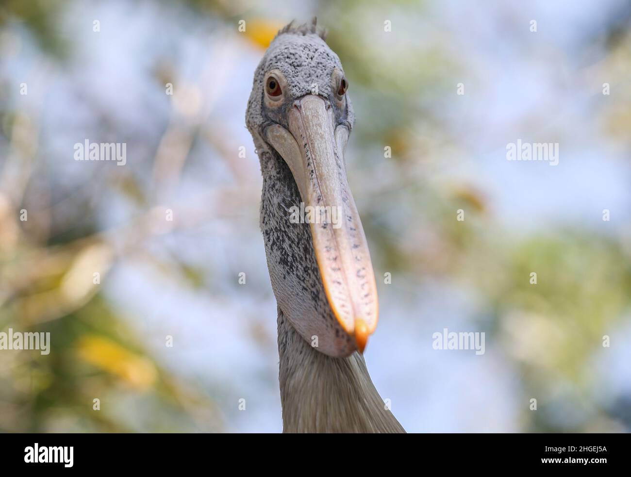 20. Januar 2022, Colombo, westliche Provinz, Sri Lanka: Am 20. Januar 2022 wird in einem Zoo in Dehiwala bei Colombo ein Pelikan mit Spotschnabel abgebildet. (Bild: © Pradeep Dambarage/ZUMA Press Wire) Stockfoto