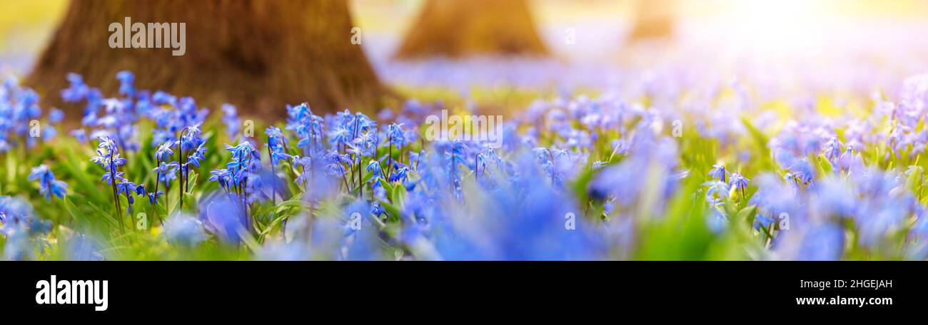Blaue Schneeglöckchen blühen im Frühlingswald. Stockfoto