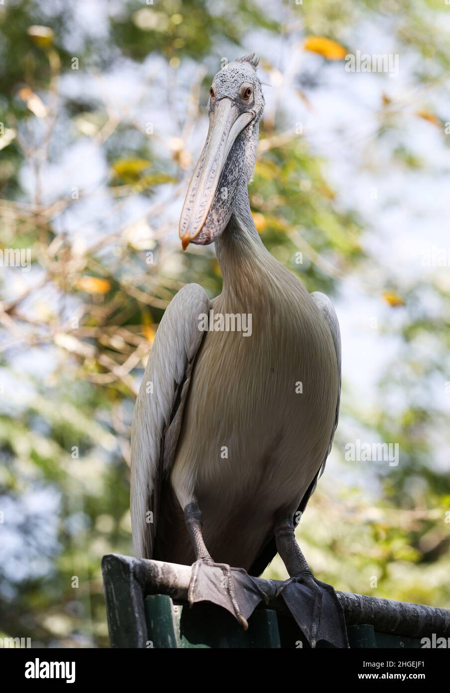 20. Januar 2022, Colombo, westliche Provinz, Sri Lanka: Am 20. Januar 2022 wird in einem Zoo in Dehiwala bei Colombo ein Pelikan mit Spotschnabel abgebildet. (Bild: © Pradeep Dambarage/ZUMA Press Wire) Stockfoto