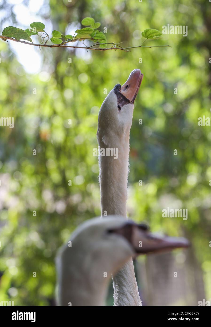 20. Januar 2022, Colombo, westliche Provinz, Sri Lanka: Langhalsgane werden am 20. Januar 2022 in einem Zoo in Dehiwala bei Colombo abgebildet. (Bild: © Pradeep Dambarage/ZUMA Press Wire) Stockfoto