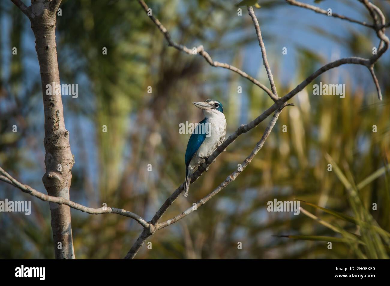 Halsbandfischer, Todirhamphus chloris, Sunderbans, Westbengalen, Indien Stockfoto