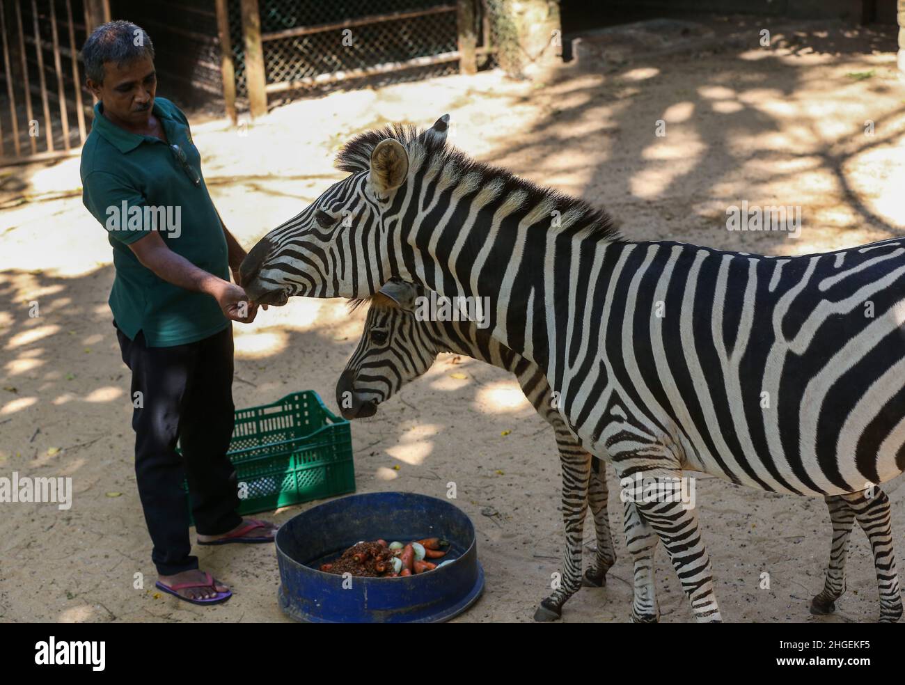 20. Januar 2022, Colombo, westliche Provinz, Sri Lanka: Ein Mitarbeiter füttert am 20. Januar 2022 in einem Zoo in Dehiwala bei Colombo eine Frucht an ein afrikanisches Zebra (Bildnachweis: © Pradeep Dambarage/ZUMA Press Wire) Stockfoto