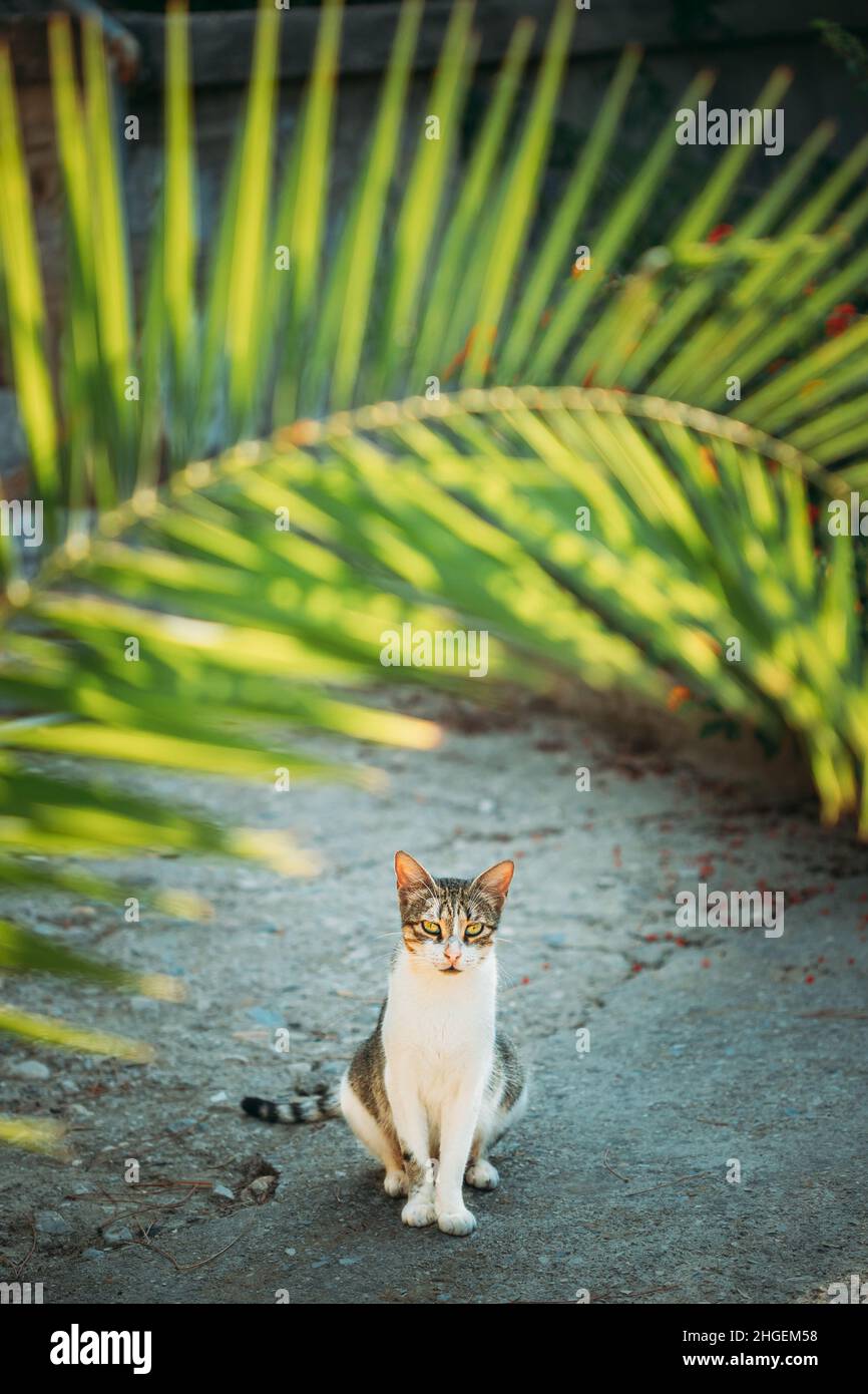 Lustige Junge Katze, Die Unter Palmenzweigen Im Sommergarten Sitzt. Lustige Junge Katze, Die Unter Palmenzweigen Im Sommergarten Sitzt Stockfoto
