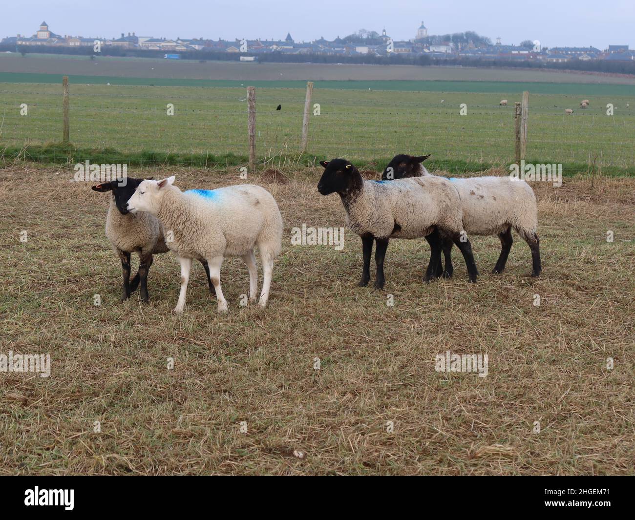 Eine Herde schwarz gesichter Schafe weidet auf einem Feld in der Nähe von Maiden Castle, Dorchester, Dorset, England Stockfoto