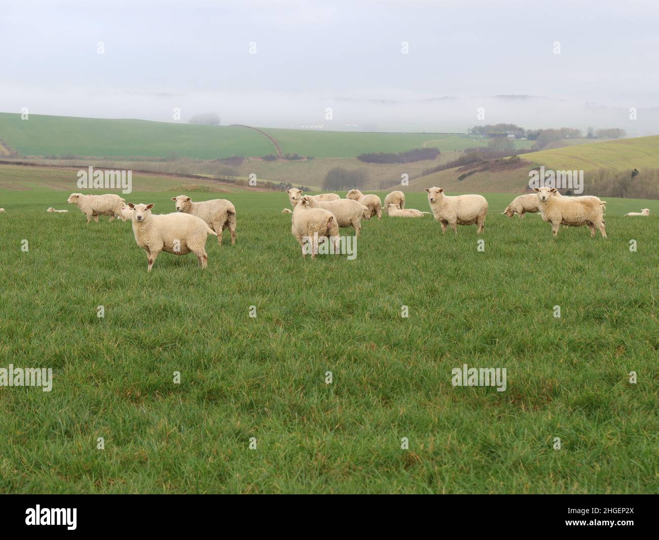 Eine Herde weidender Schafe mit weißen Gesicht weidet auf einem Feld in der Nähe von Martinstown, Dorset, England, in der Nähe von Ridgeway. Meistens standen sie auf und starrten in die gleiche Richtung Stockfoto