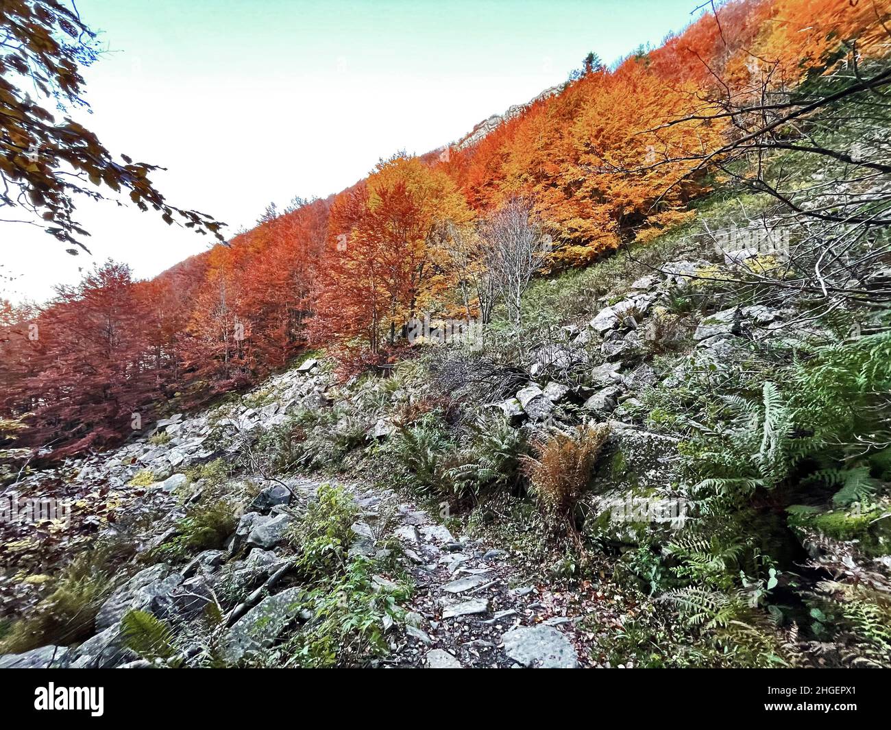 Herbstlaub Wanderwege, Appennino Tosco Emiliano Nationalpark Stockfoto