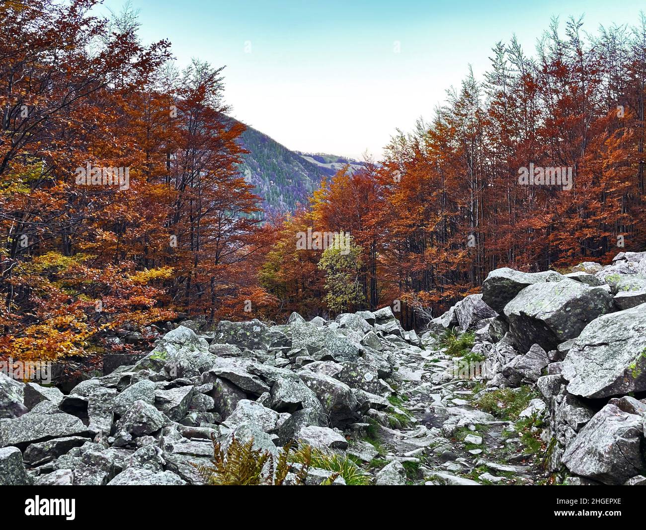 Herbstlaub Wanderwege, Appennino Tosco Emiliano Nationalpark Stockfoto