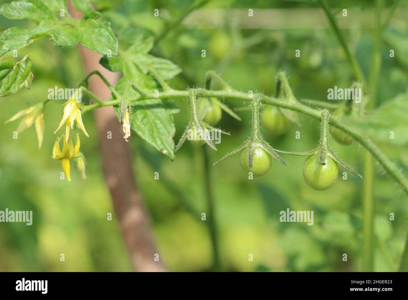 Unreife grüne Tomaten in einem Garten Stockfoto