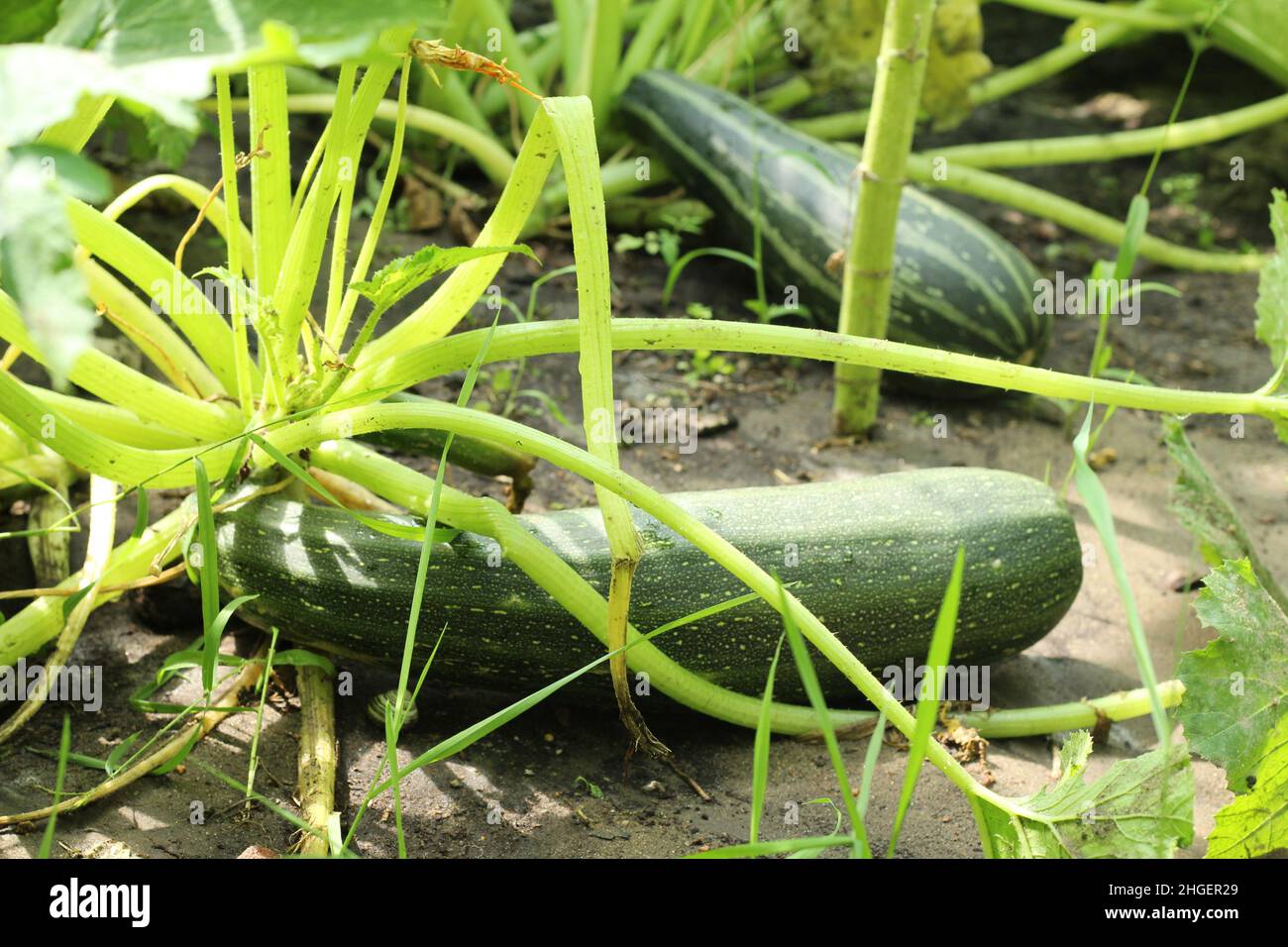 Zucchini wächst in einem Gemüsegarten. Zucchini-Pflanze. Stockfoto