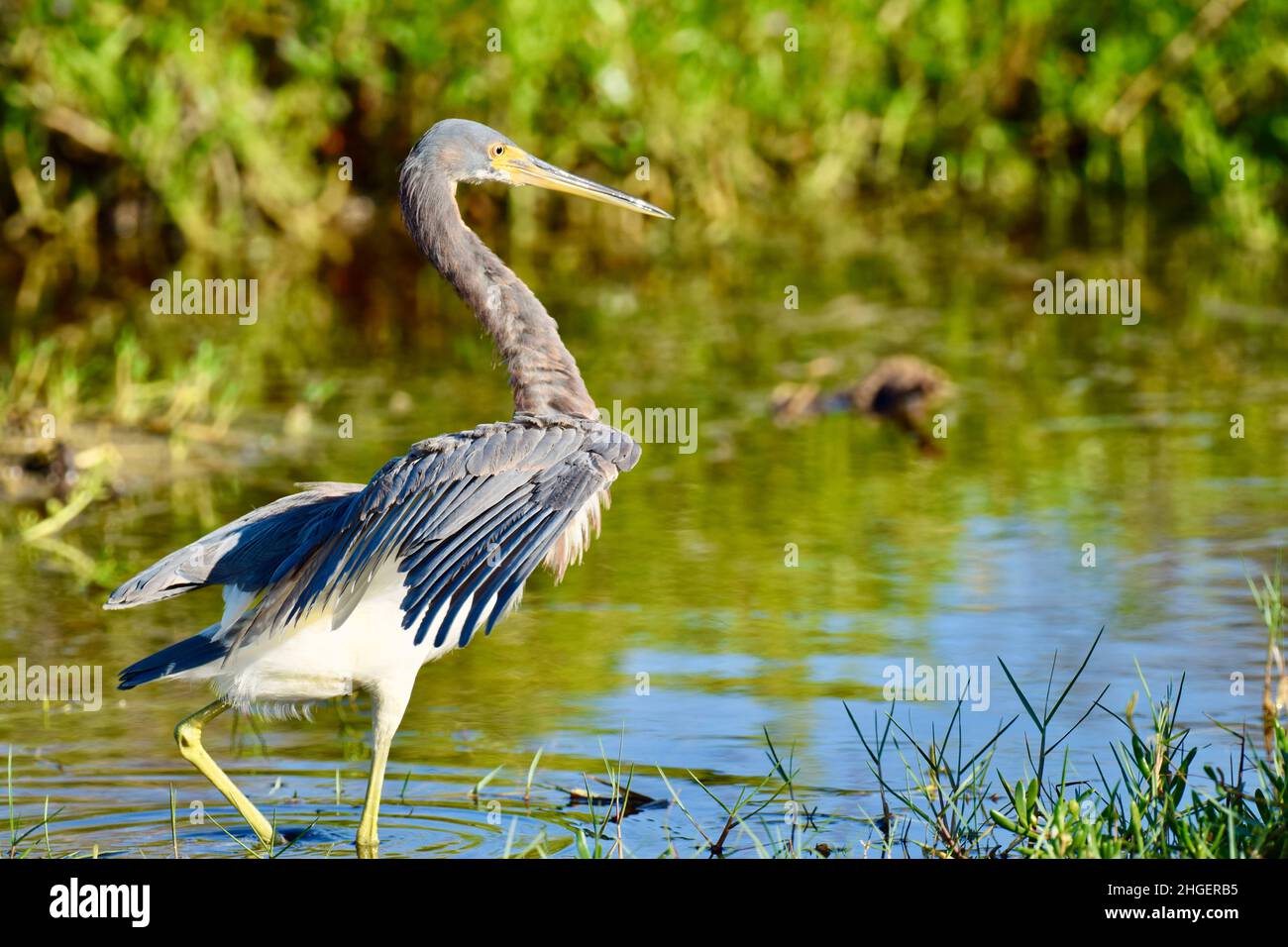 Tricolored Reiher (Egretta tricolor) Pirsch Beute in San Pedro, Belize Stockfoto