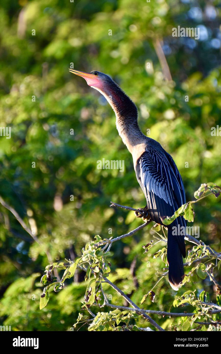 Anhinga (Anhinga anhinga), auch bekannt als Schlangenkäfer, amerikanischer Darter oder wassertürke, mit seinem Kehlsack deutlich sichtbar, im Mangroven von San Pedro, Belize. Stockfoto