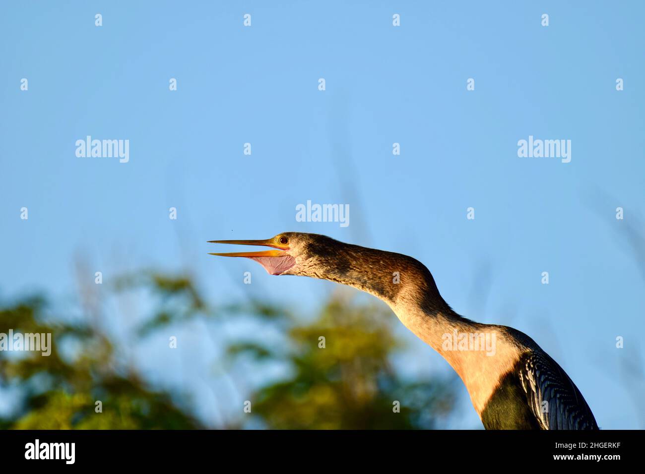 Anhinga (Anhinga anhinga), auch bekannt als Schlangenkäfer, amerikanischer Darter oder wassertürke, mit seinem Kehlsack und seinen Adern deutlich sichtbar, in San Pedro, Belize. Stockfoto