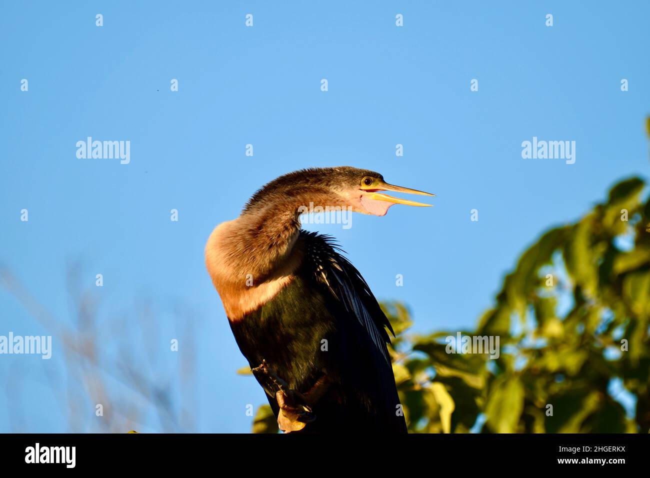 Anhinga (Anhinga anhinga), auch bekannt als Schlangenkäfer, amerikanischer Darter oder wassertürke, mit seinem Kehlsack deutlich sichtbar, im Mangroven von San Pedro, Belize. Stockfoto