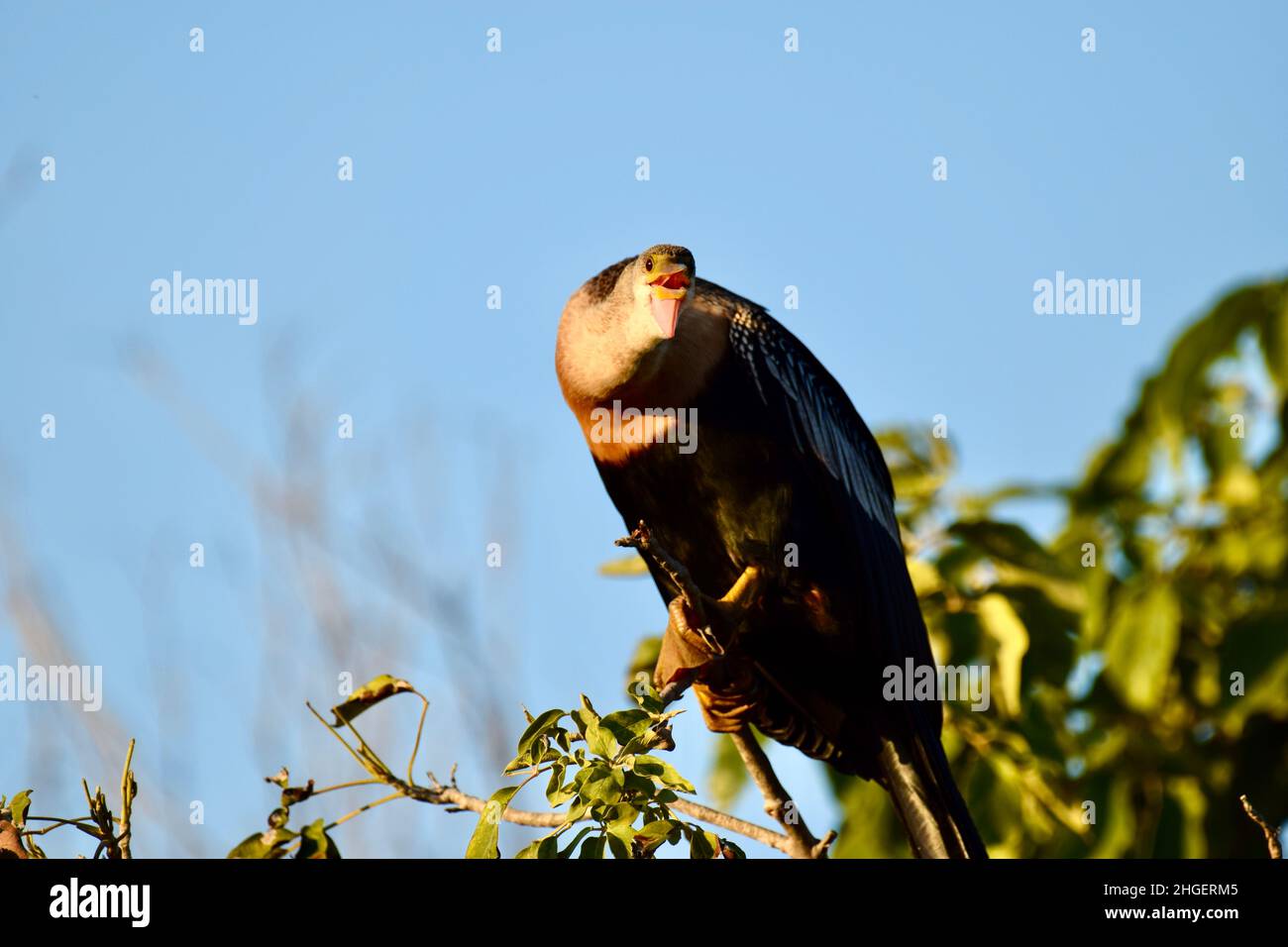 Anhinga (Anhinga anhinga), auch bekannt als Schlangenkäfer, amerikanischer Darter oder wassertürke in einem Baum in den Mangroven von San Pedro, Belize, mit Blick auf die Kamera Stockfoto