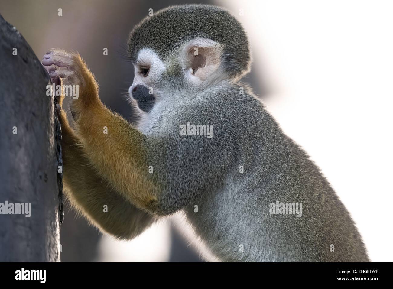 Eichhörnchenaffen (Saimiri sciureus) im Jacksonville Zoo und den Gärten in Jacksonville, Florida. (USA) Stockfoto